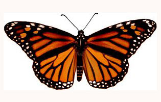 illuminati-symbols-butterfly